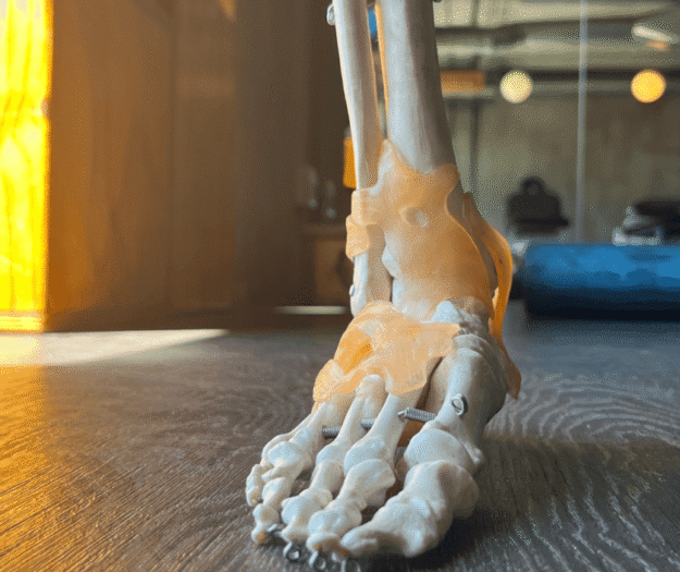 Home Green Point Physio Home Page Anatomical Model